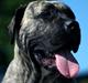 Dogo canario Diamante Rayas Angel "Sera"