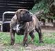 Dogo canario Rash Fuego de Volcanes