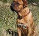 Dogue de bordeaux Glowing Black Sky de La Tour Gelée *Sol*