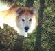 Islandsk fårehund Flóki