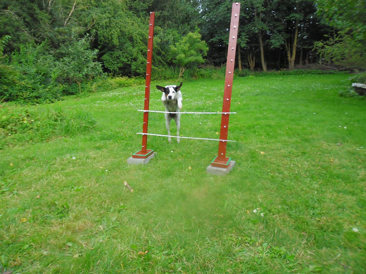 Dansk svensk gaardhund Sniffer [Bedste ven] - Sniffer springer i haven:D

Sommer 2012 billede 38