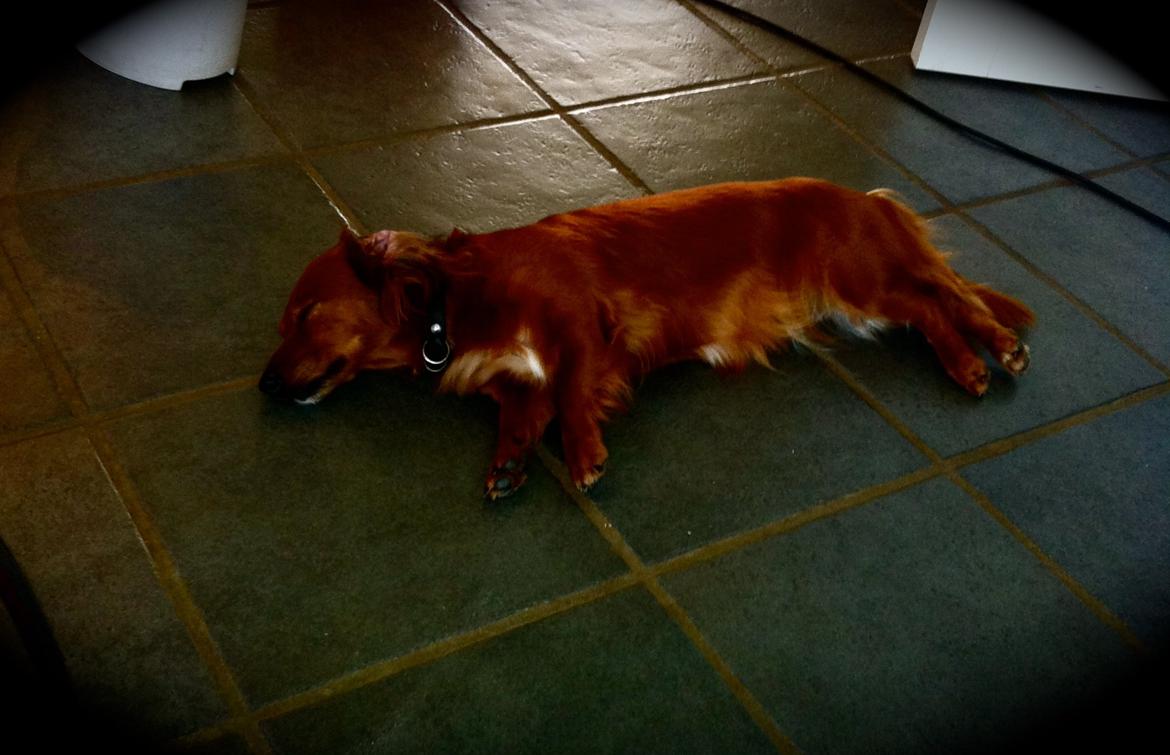 Gravhund Fimbe billede 4