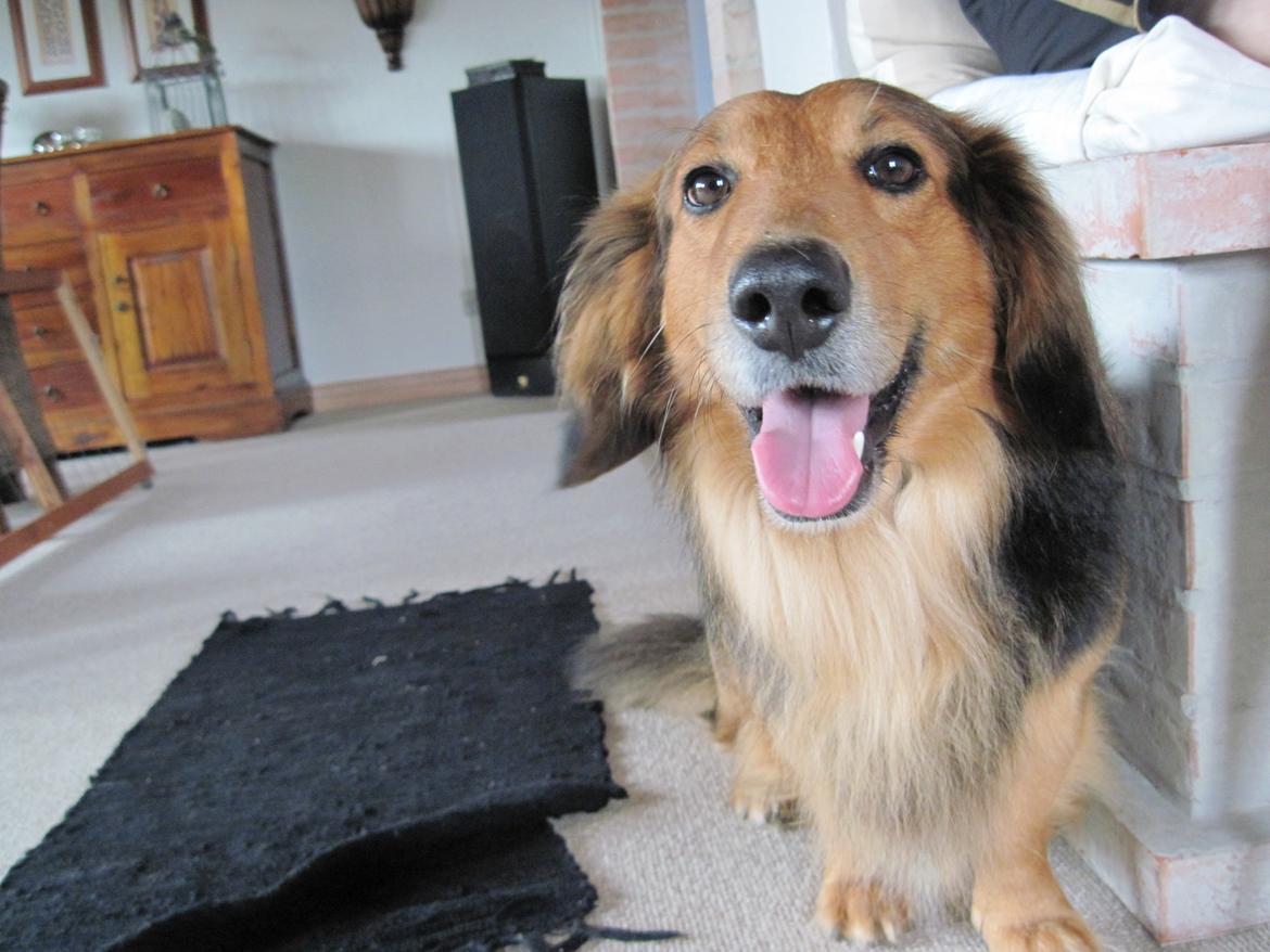 Blanding af racer †Baloo<3† Hvil i fred min ven.† - Nuee<3 billede 4