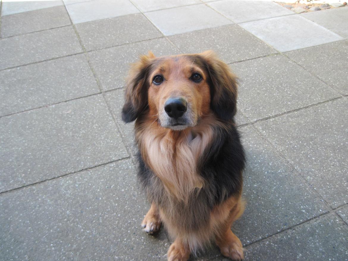 Blanding af racer †Baloo<3† Hvil i fred min ven.† - Majestætisk hund ;-) billede 12