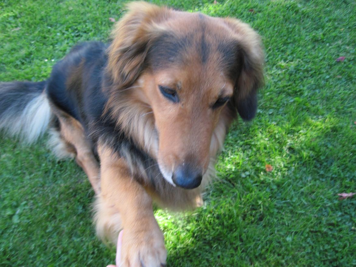 Blanding af racer †Baloo<3† Hvil i fred min ven.† - Pooote!<3 billede 5