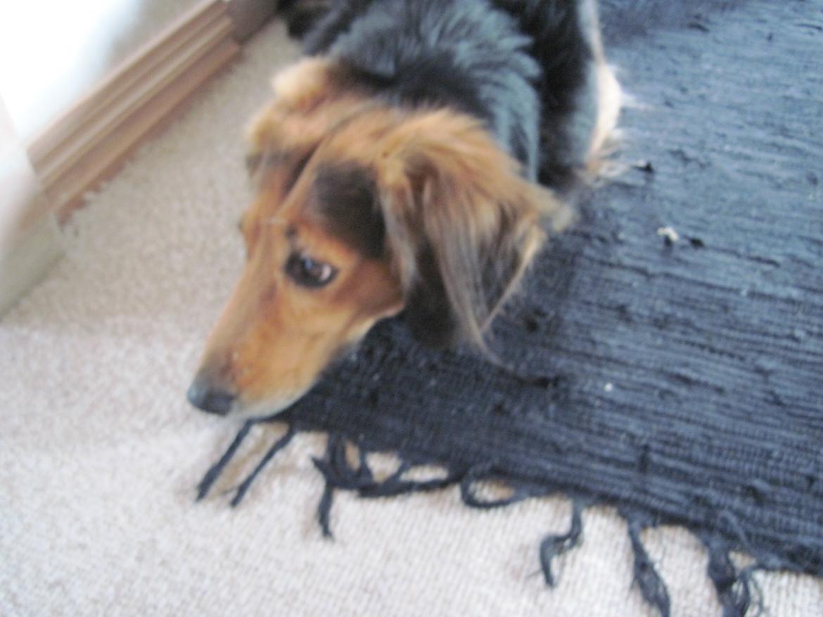 Blanding af racer †Baloo<3† Hvil i fred min ven.† - Sorry kvalitet! billede 6