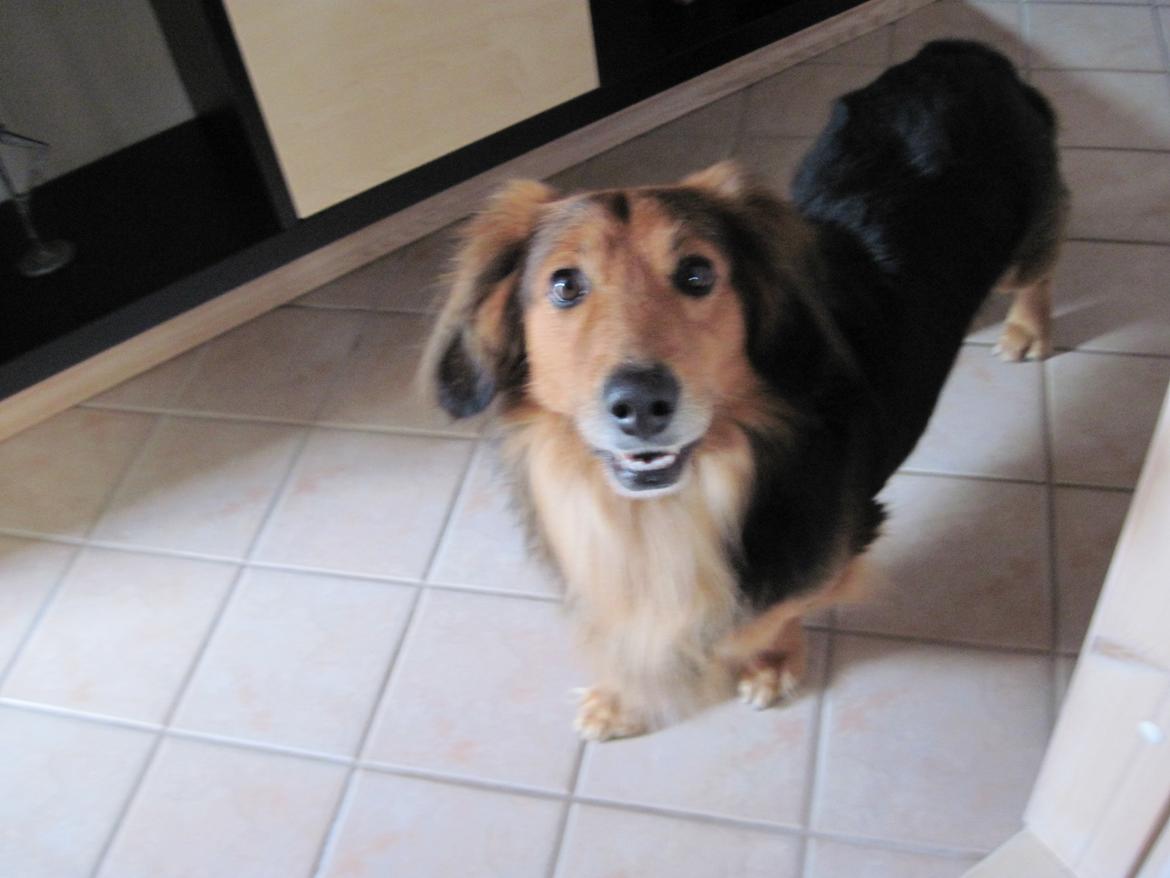 Blanding af racer †Baloo<3† Hvil i fred min ven.† - Sagde du noget? billede 7