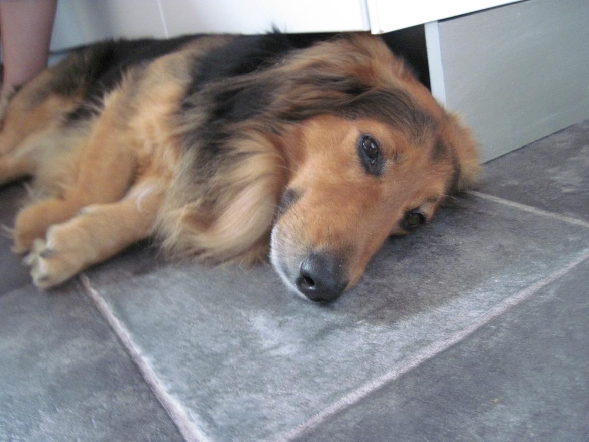 Blanding af racer †Baloo<3† Hvil i fred min ven.† - Tar' lige en slapper! ;) billede 8