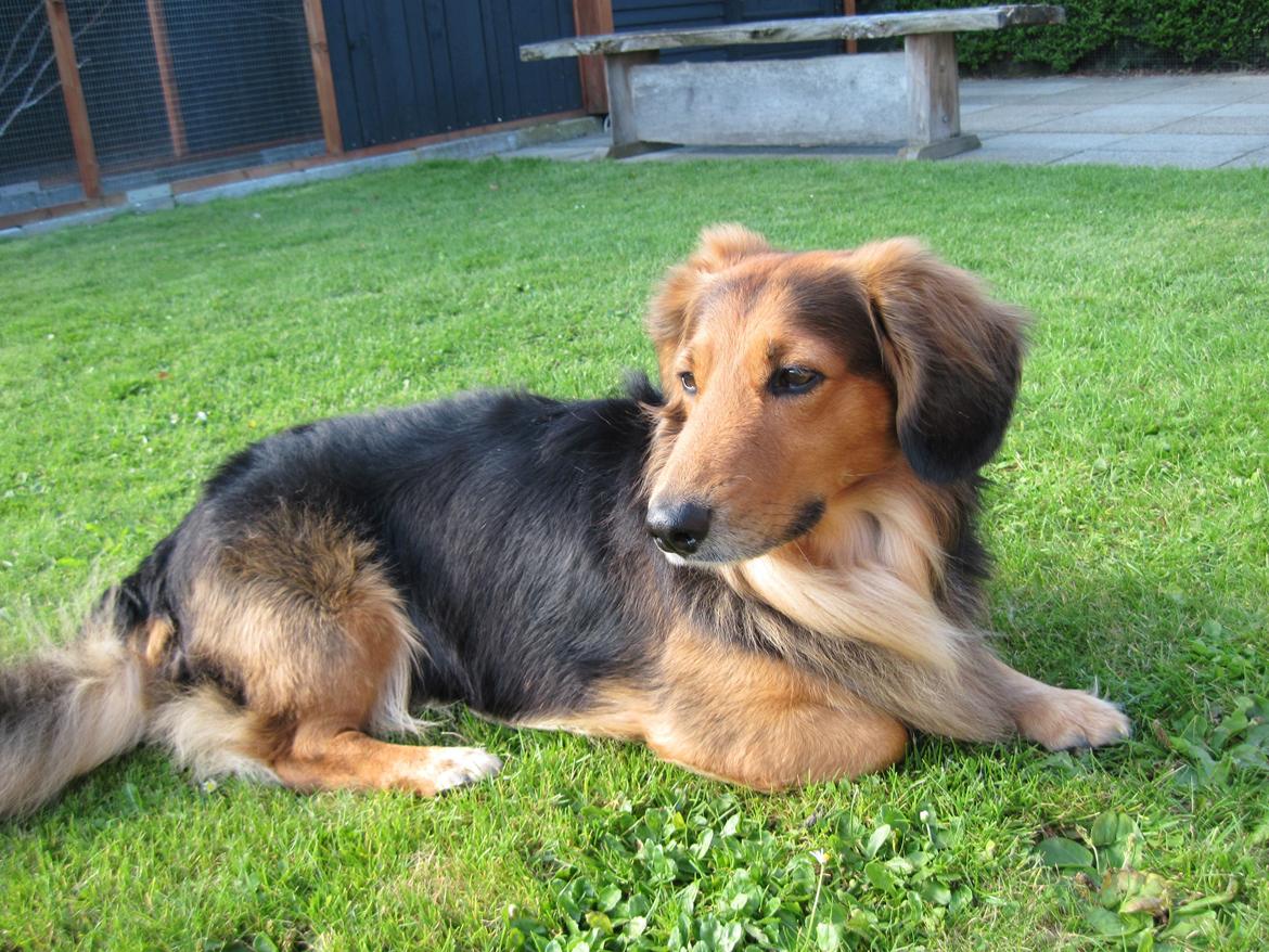 Blanding af racer †Baloo<3† Hvil i fred min ven.† - Så smuk! :D billede 2