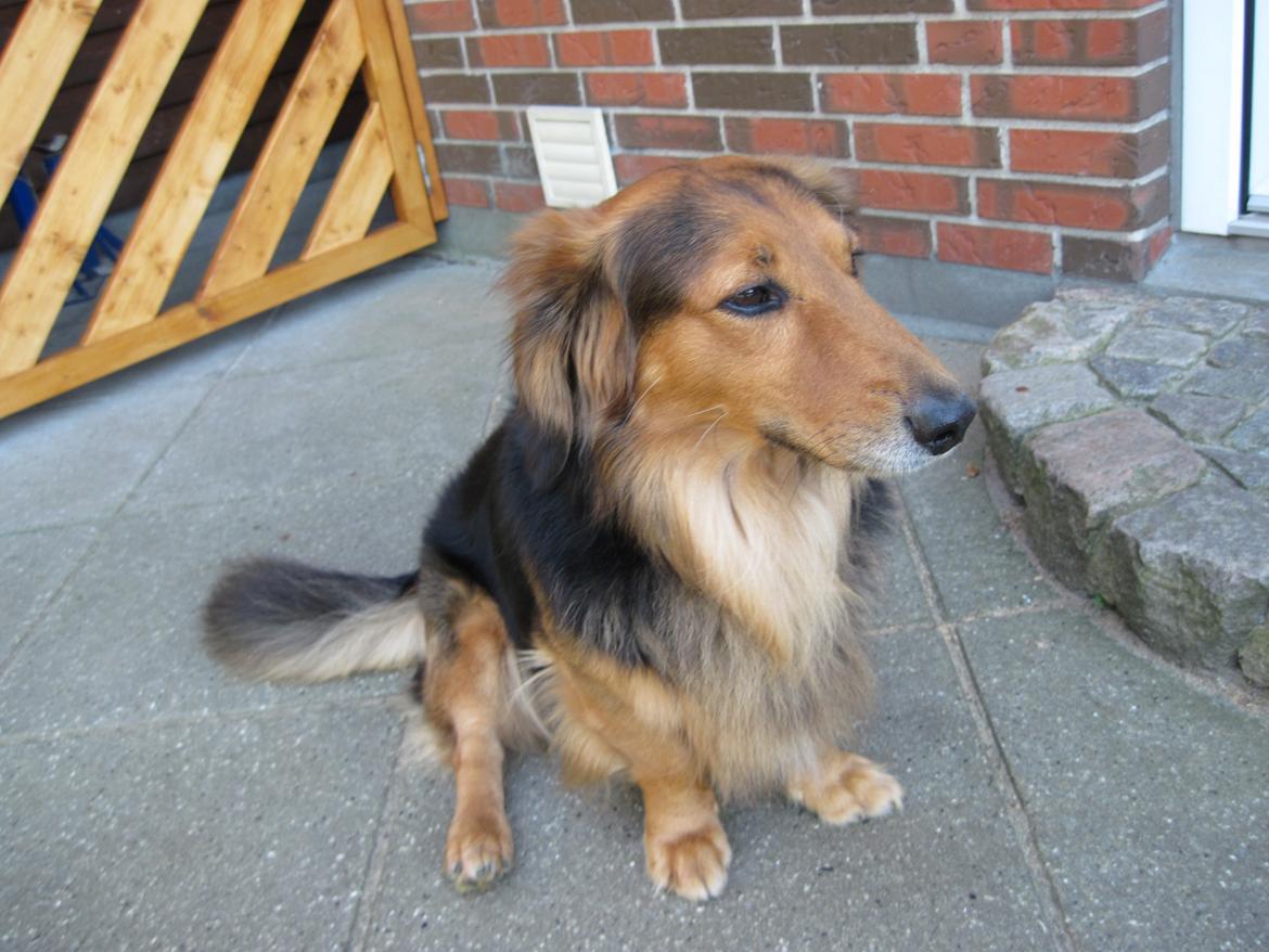 Blanding af racer †Baloo<3† Hvil i fred min ven.† - Hæh :P billede 9