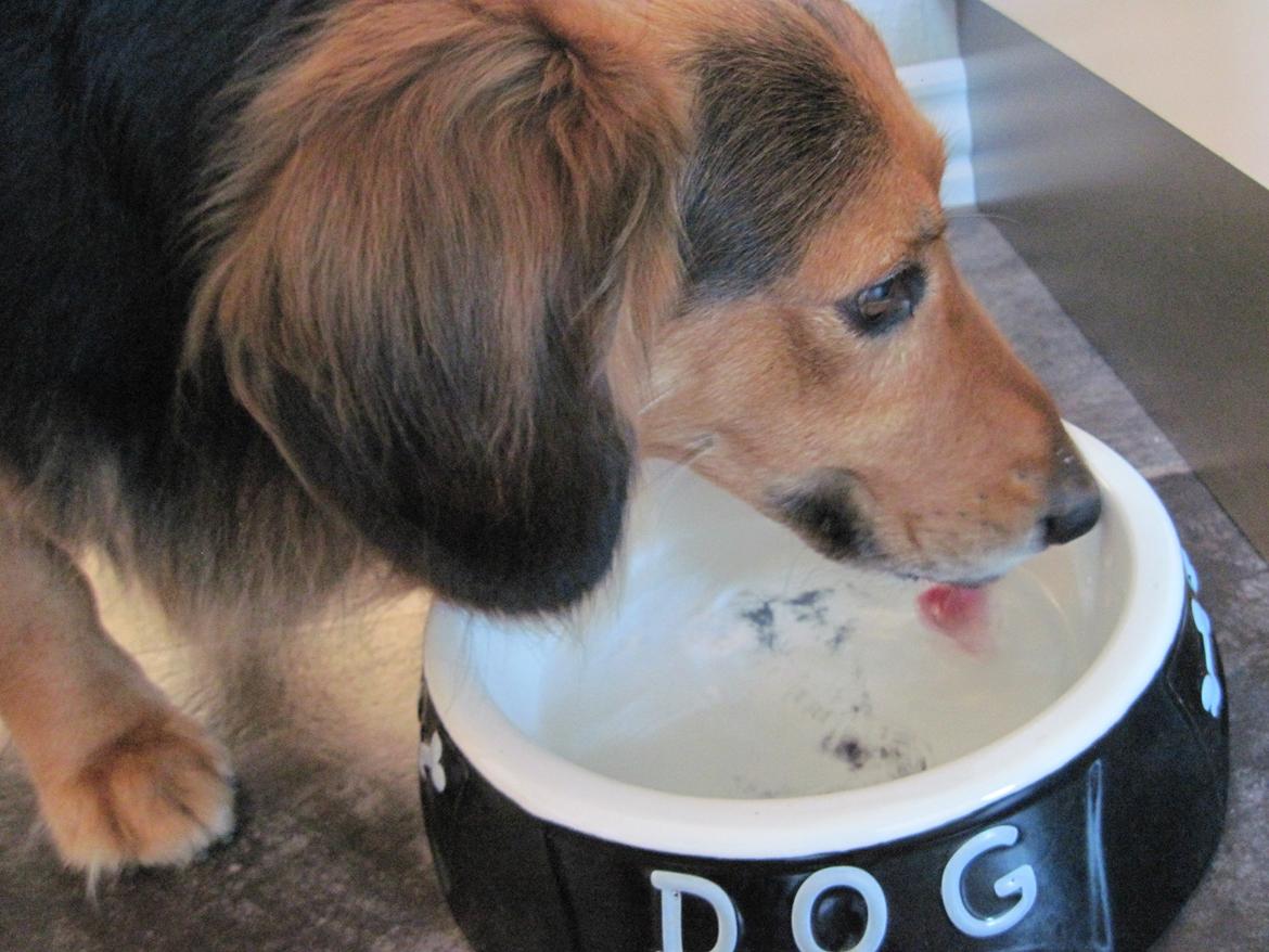 Blanding af racer †Baloo<3† Hvil i fred min ven.† - Tørstig! billede 10