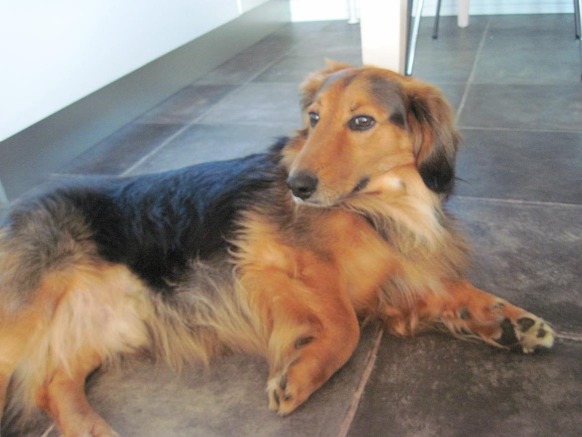 Blanding af racer †Baloo<3† Hvil i fred min ven.† billede 11