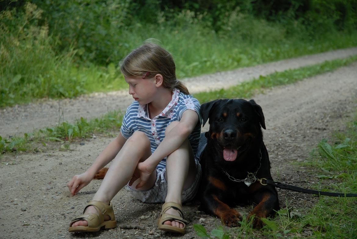 Rottweiler Hektor (Tarokye Ø-Cafu) billede 1