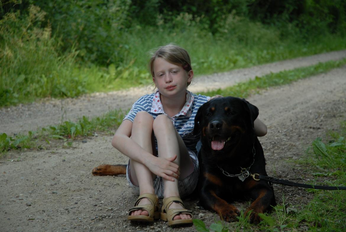 Rottweiler Hektor (Tarokye Ø-Cafu) billede 2