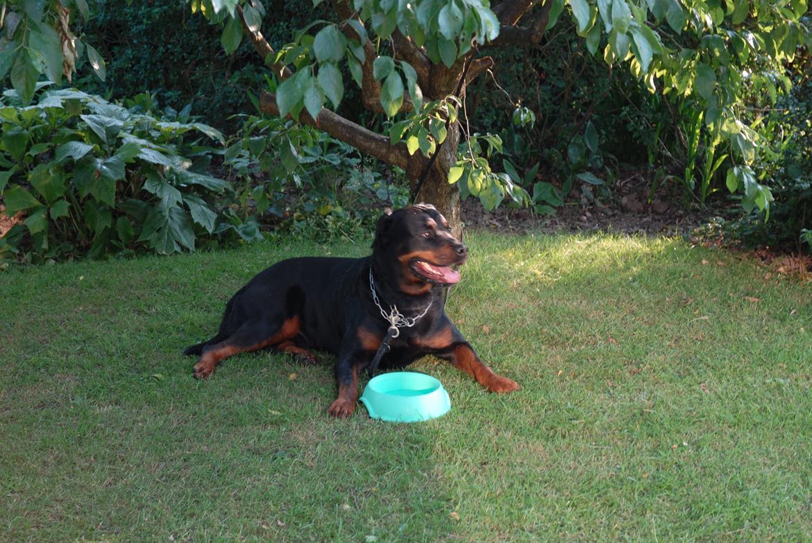 Rottweiler Hektor (Tarokye Ø-Cafu) billede 3