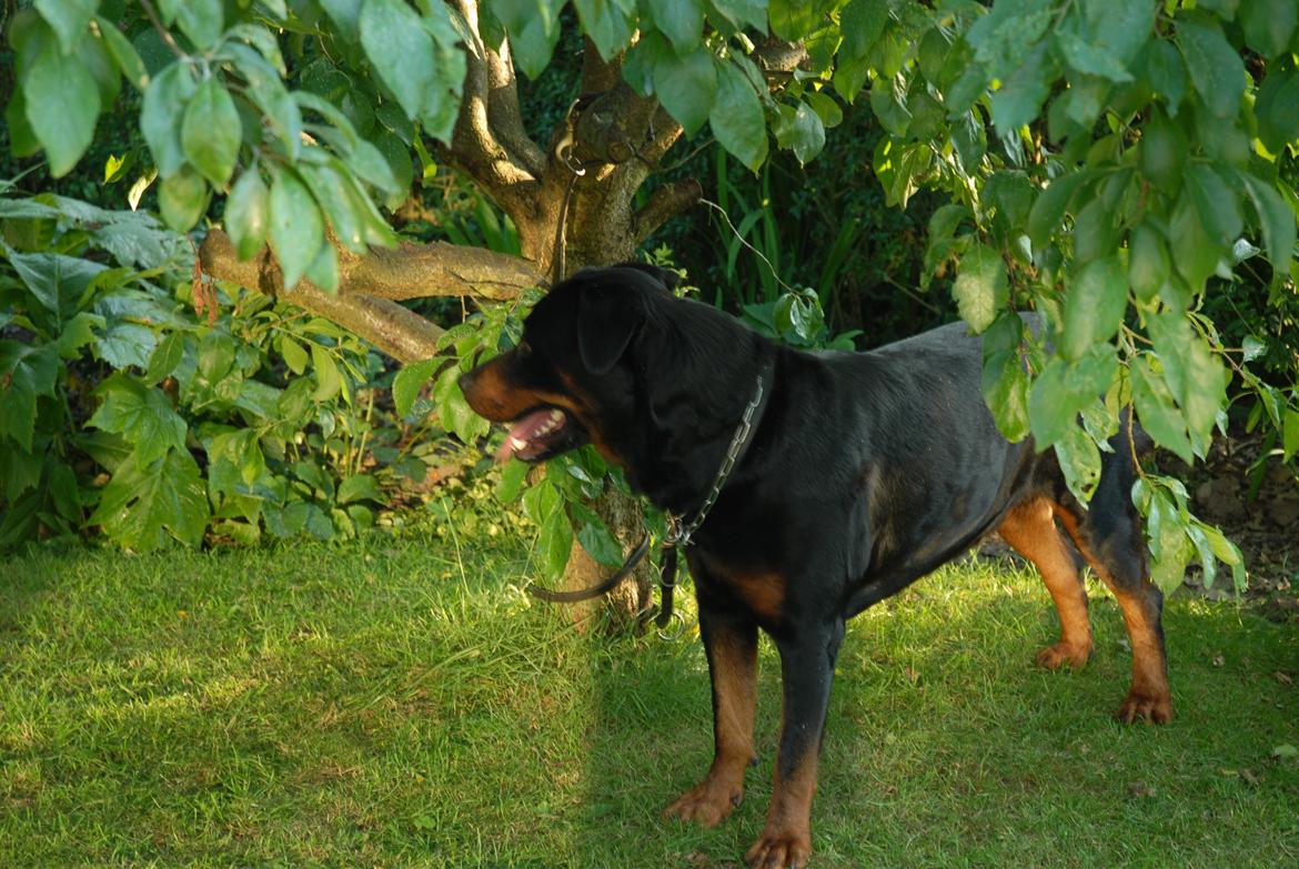 Rottweiler Hektor (Tarokye Ø-Cafu) billede 4