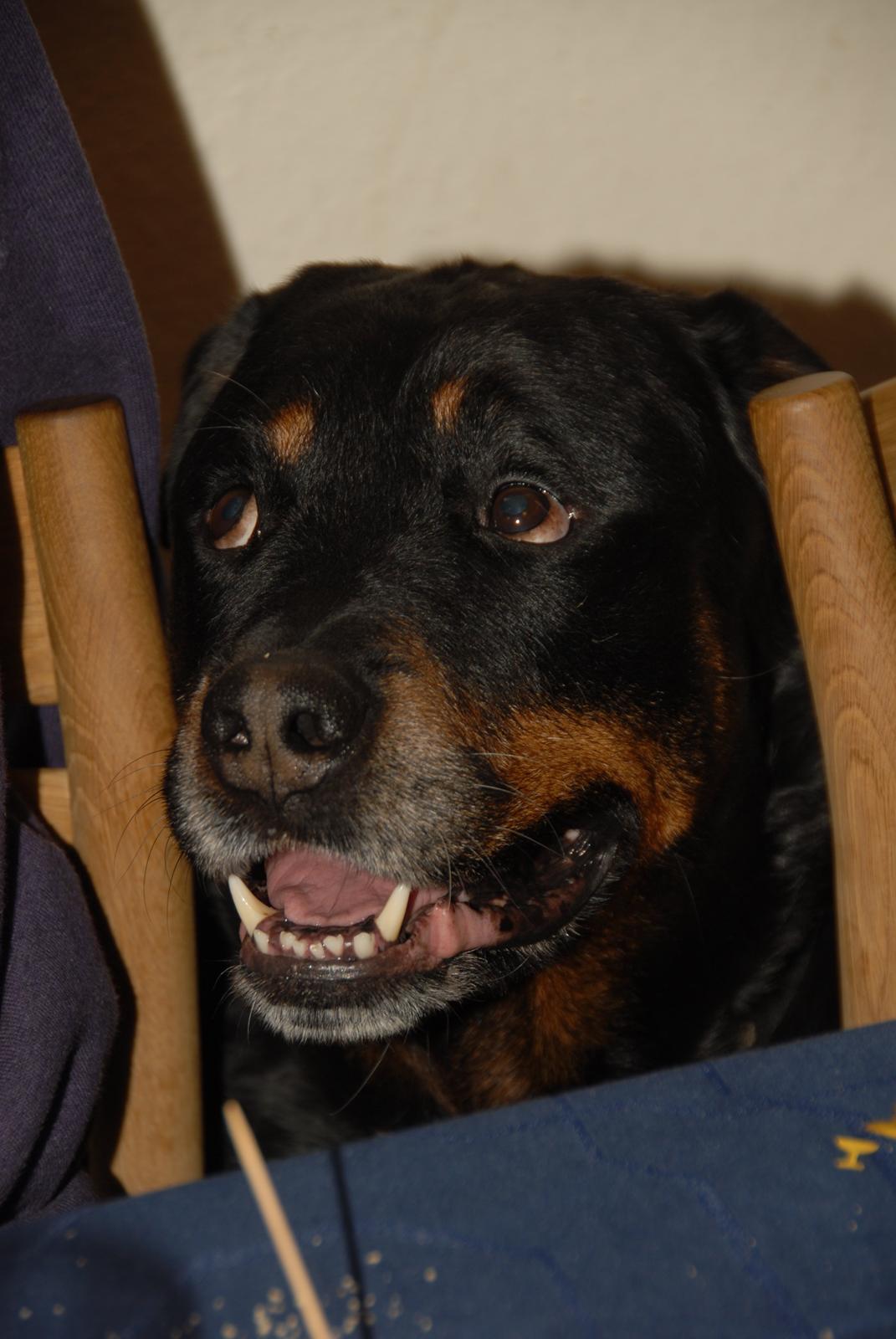 Rottweiler Hektor (Tarokye Ø-Cafu) billede 5