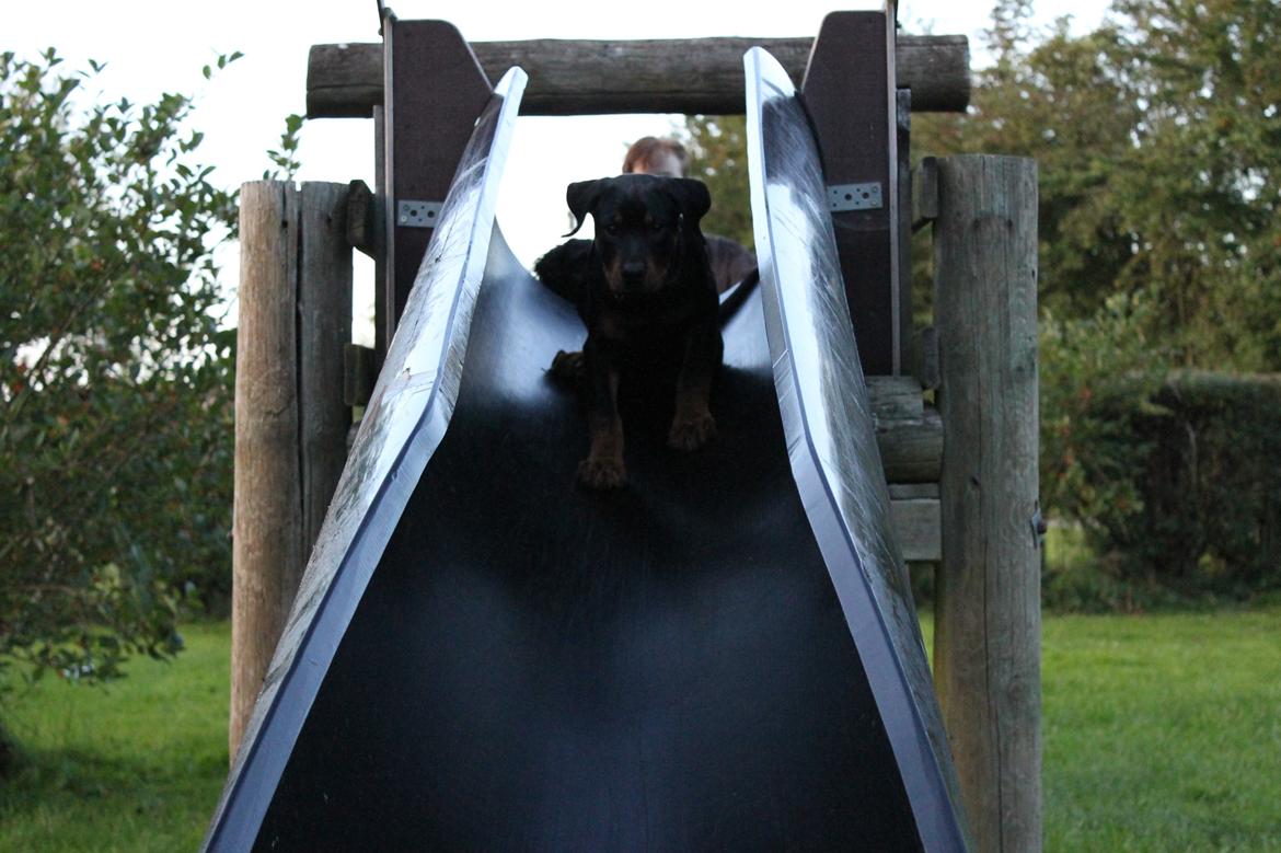 Rottweiler Kato Aflivet grundet AD/HD d. 15/4-13 - Kato på aftentur på legepladsen. Et kæmpe gummi rør som han var på.  billede 10