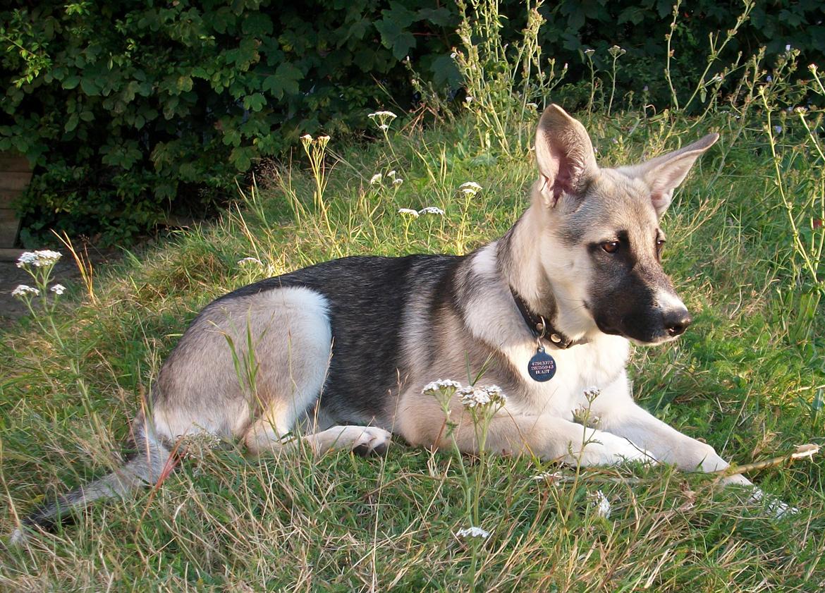 Blanding af racer Sille billede 4