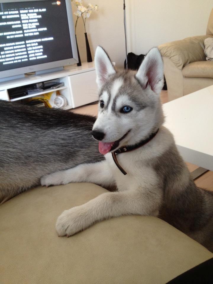 Siberian husky Nizmo billede 6