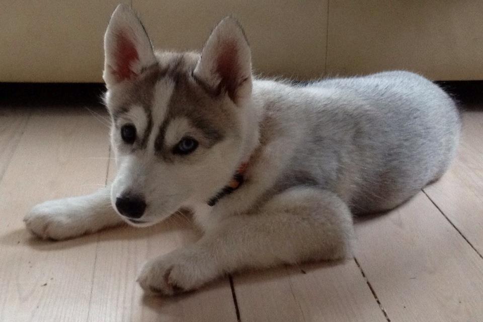 Siberian husky Nizmo billede 10