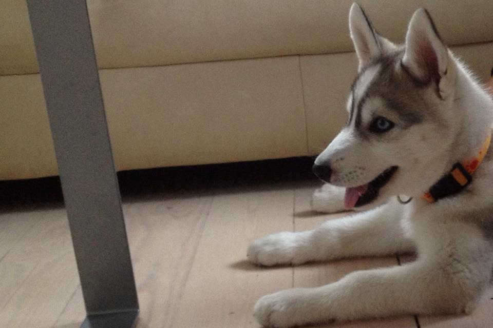Siberian husky Nizmo billede 5