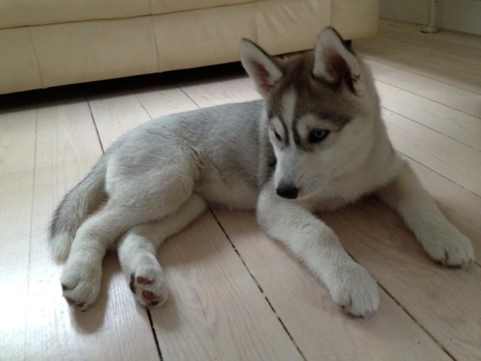 Siberian husky Nizmo billede 2