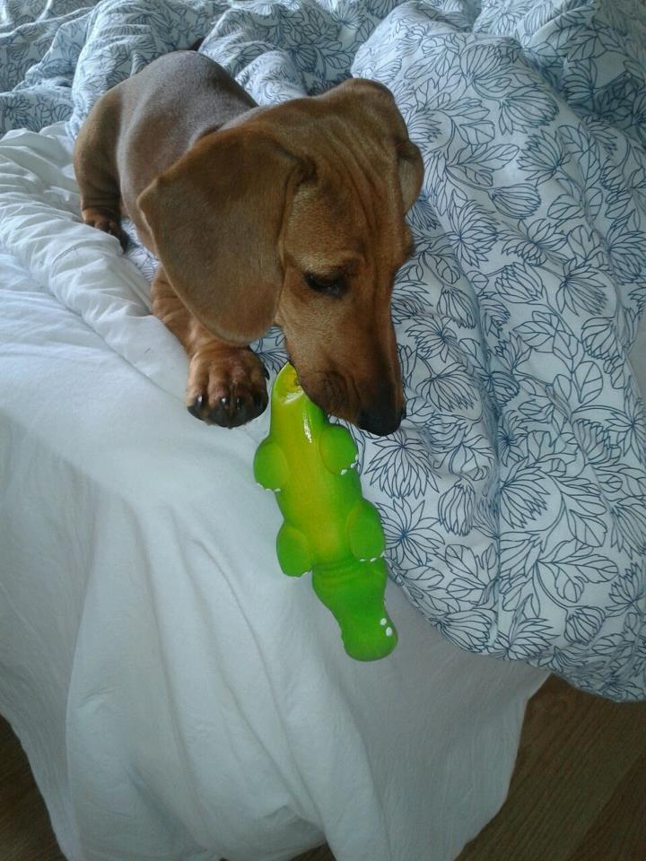 Gravhund Polly billede 16