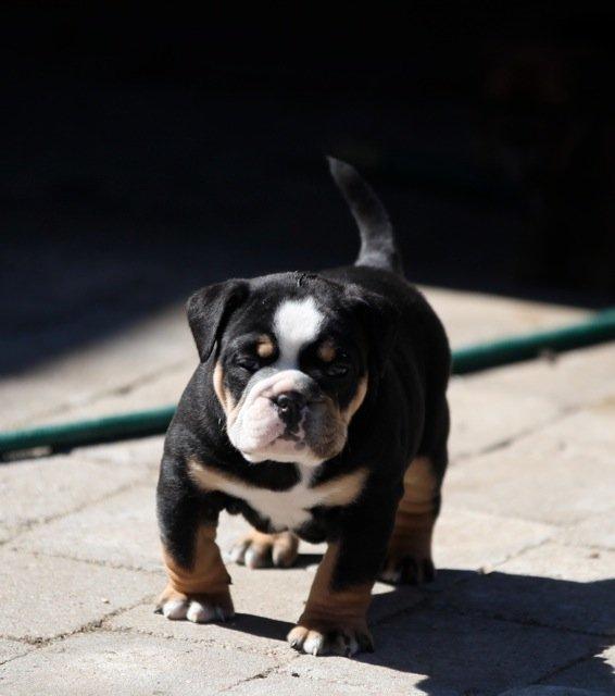 Olde english bulldogge Bulltok´s Baron fra Østergaard billede 4