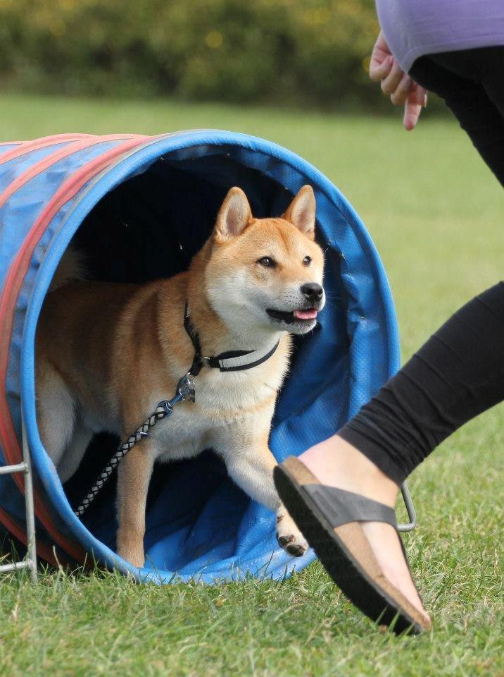 Shiba Heok's Ryuu kaldes Taiko - 02/09-2012 på agilitybanen :) 
Taget af Freja Blume :) billede 18