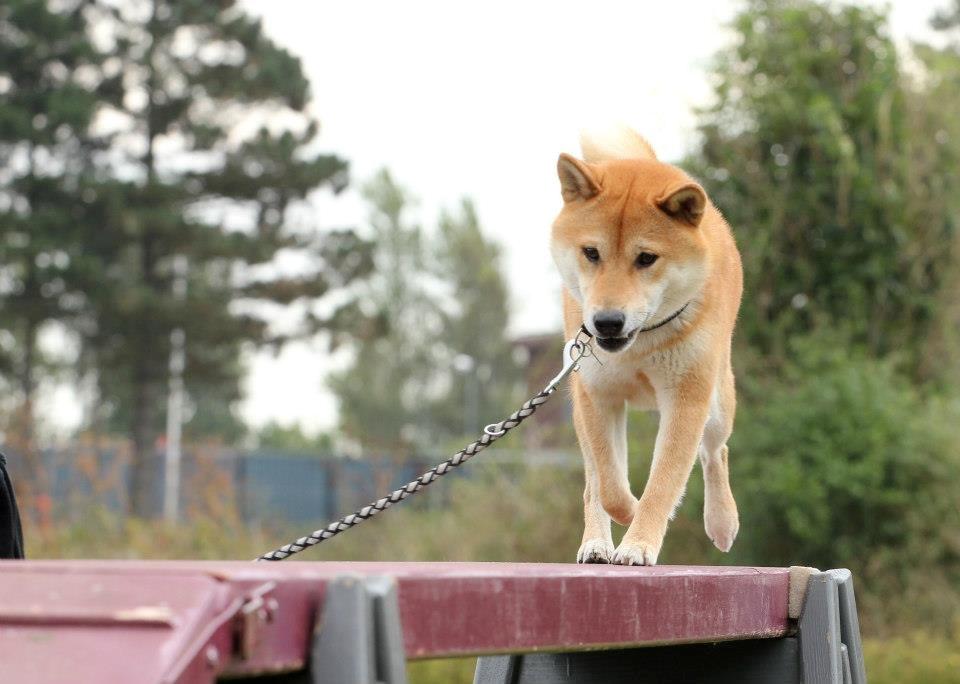 Shiba Heok's Ryuu kaldes Taiko - 02/09-2012 på agilitybanen :) 
Taget af Freja Blume :) billede 19