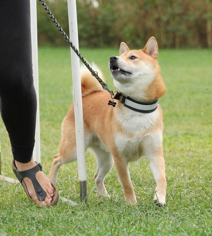 Shiba Heok's Ryuu kaldes Taiko - 02/09-2012 på agilitybanen :) 
Taget af Freja Blume :) billede 20