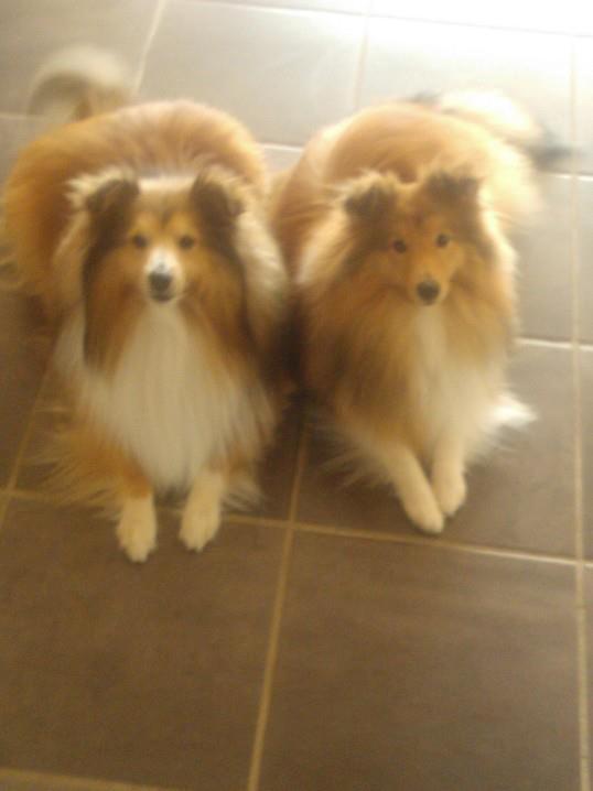 Shetland sheepdog Watson *Firehøje's Fancy Twix* - Det bedste jeg ved er at besøge mormor og morfar, og Aiko (til venstre), som faktisk er min onkel. billede 7
