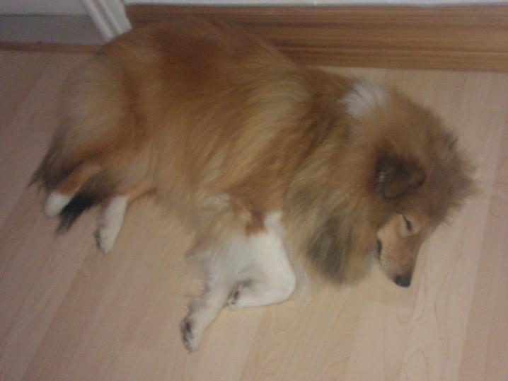 Shetland sheepdog Watson *Firehøje's Fancy Twix* - Da jeg blev lidt ældre, blev kravene jo større, så der skulle mere træning til = mere søvn. billede 8