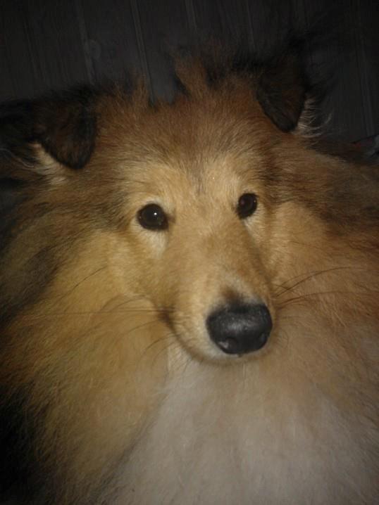 Shetland sheepdog Watson *Firehøje's Fancy Twix* - Min næse er altså ikke så stor, som den ser ud. billede 9