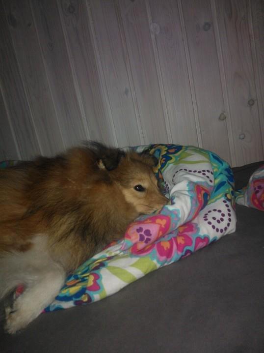 Shetland sheepdog Watson *Firehøje's Fancy Twix* - Så begyndte vi til agility, og DET er sjovt, men også hårdt. Så er det rart med mor's bløde dyne. billede 10