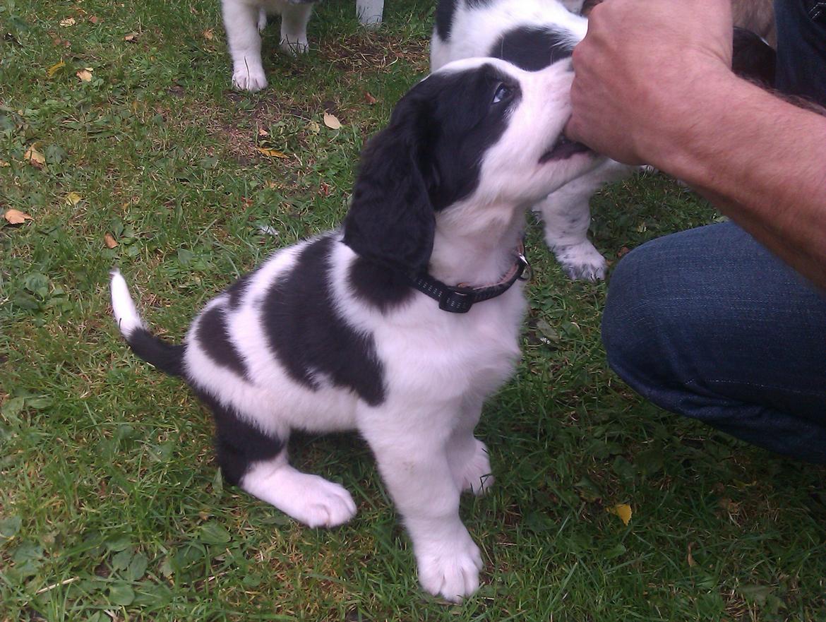 Blanding af racer Aksel - 8 uger billede 3