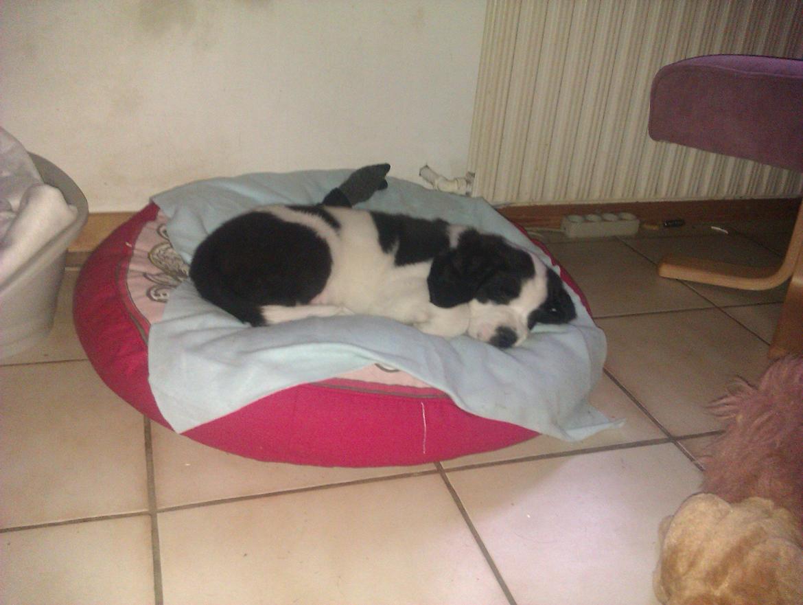 Blanding af racer Aksel - gået kold i det nye hjem :D billede 4