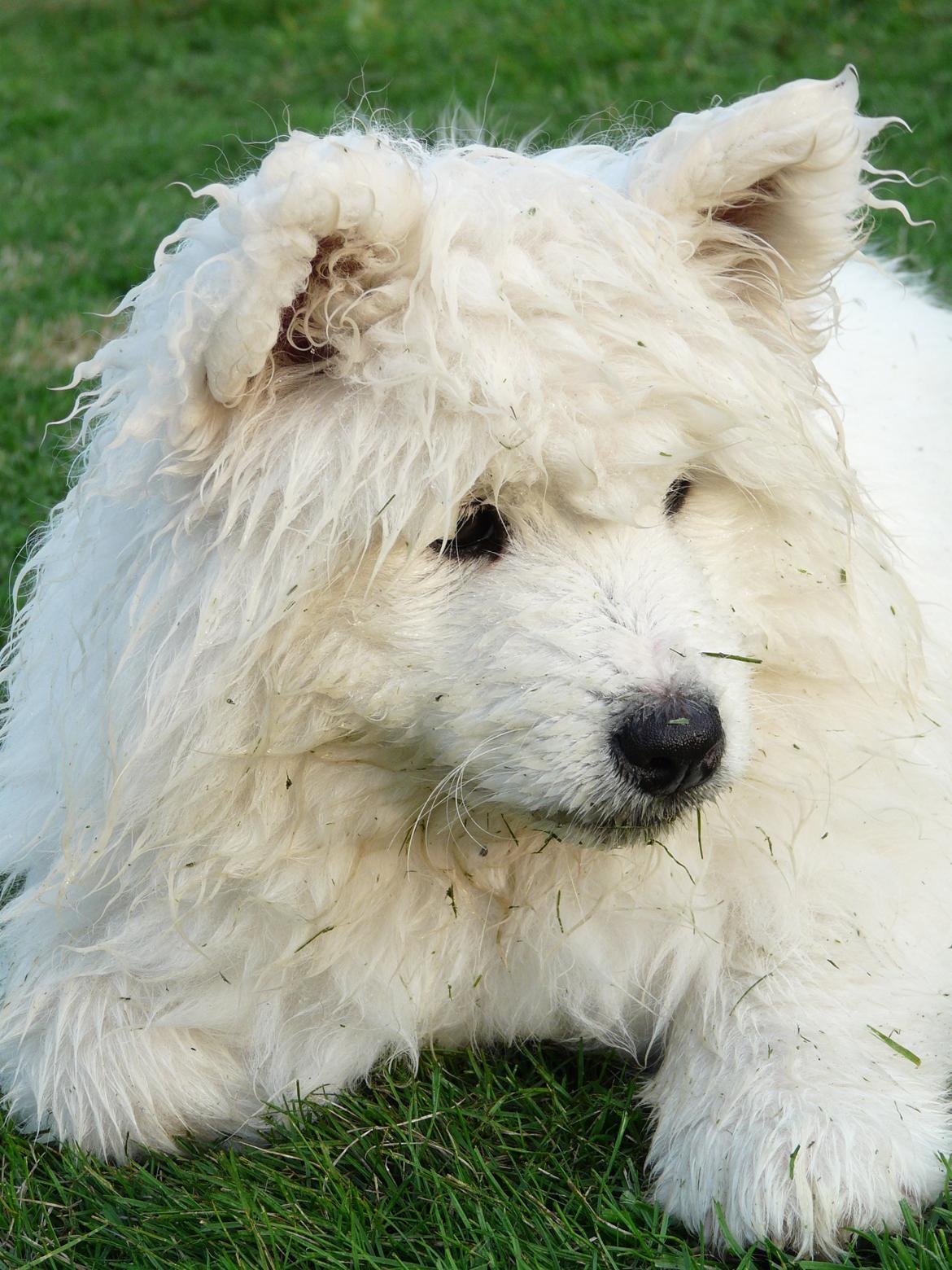 Samojedhund Cabaka's Turn It Up -"Turner" billede 3