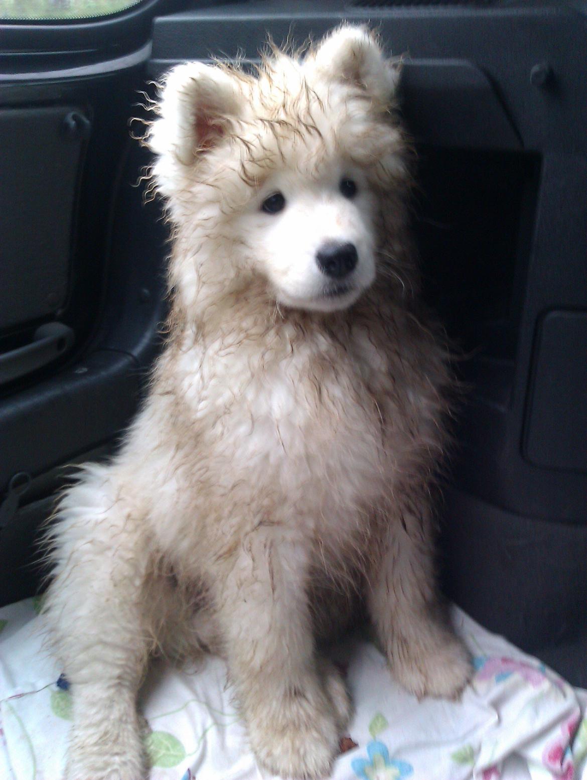 Samojedhund Cabaka's Turn It Up -"Turner" - beskidt efter en legetur i haven med en god ven- trænger måske lidt til et bad... billede 4