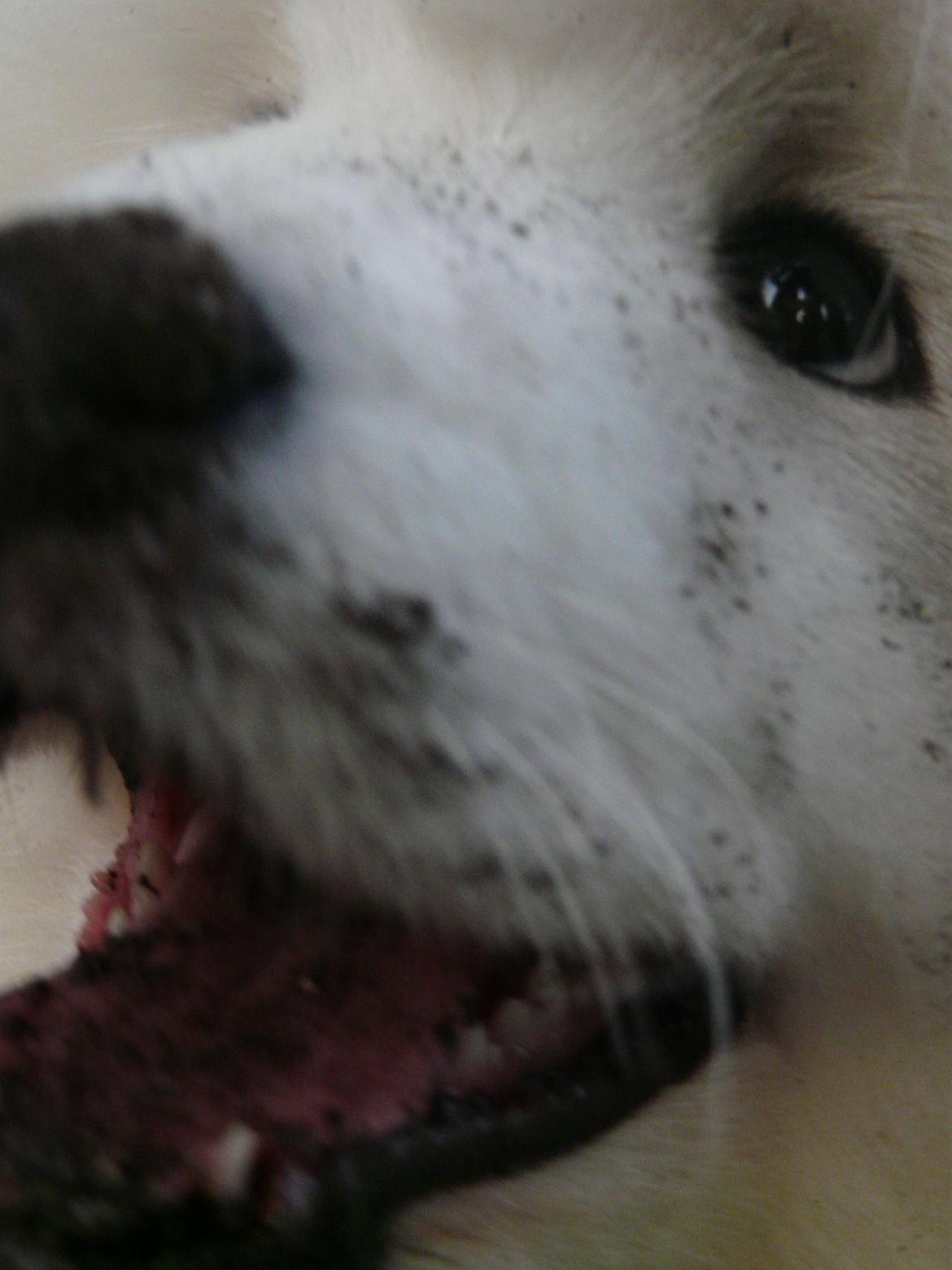 Samojedhund Cabaka's Turn It Up -"Turner" billede 5