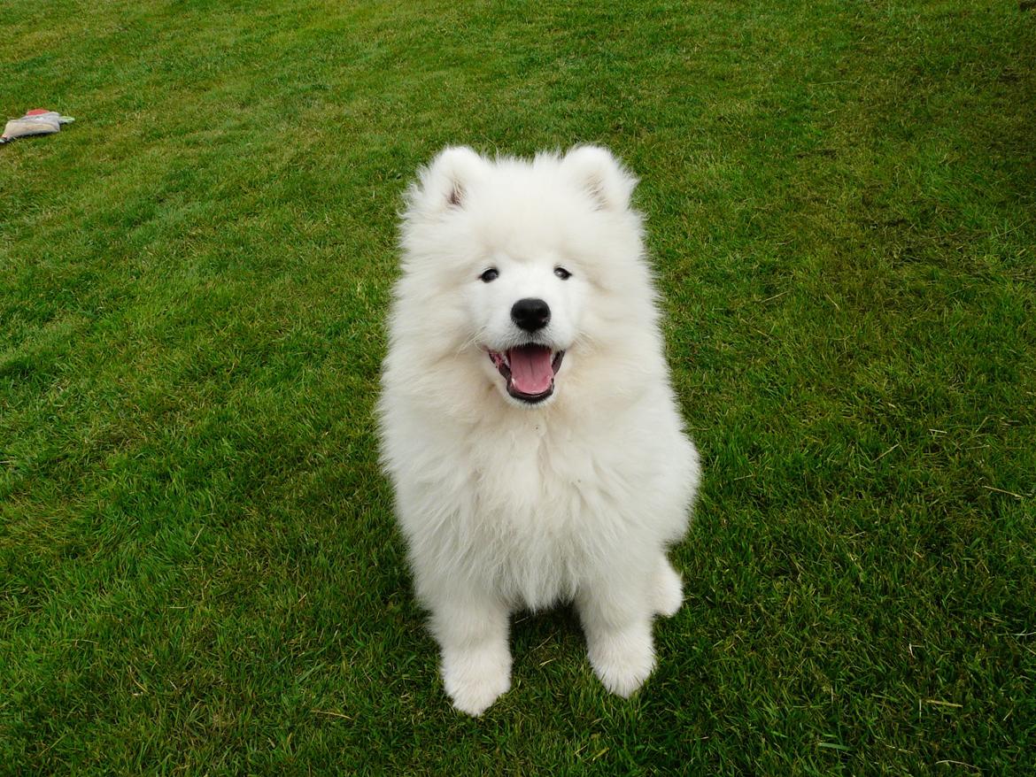 Samojedhund Cabaka's Turn It Up -"Turner" billede 10