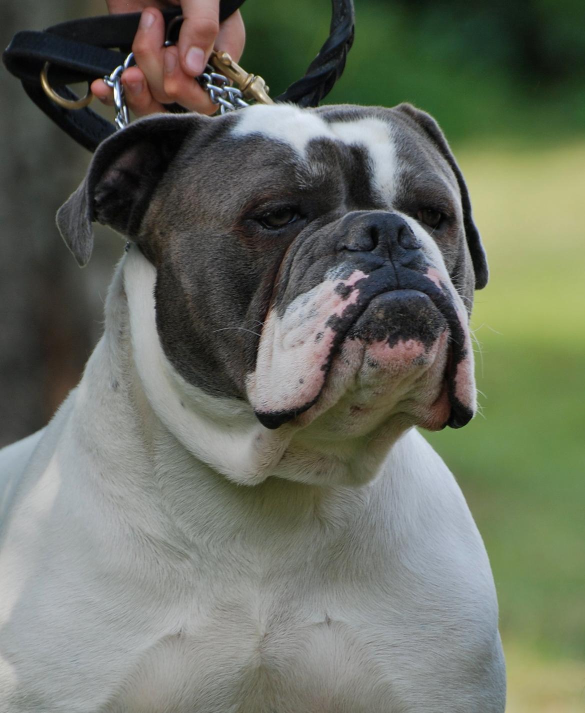 Olde english bulldogge Hugh Hefner - Hefner 1 år billede 3