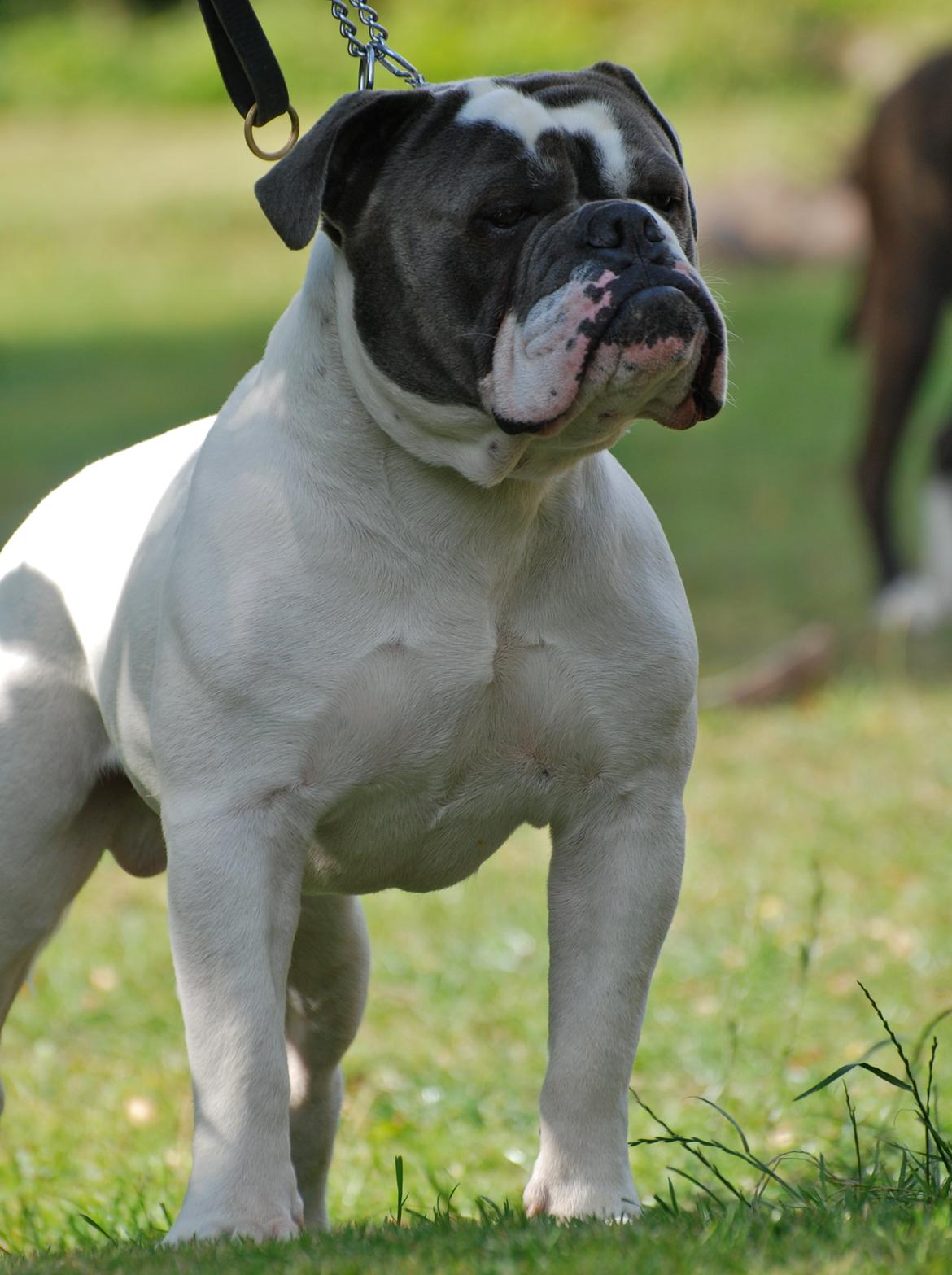 Olde english bulldogge Hugh Hefner - Hefner 1 år billede 2