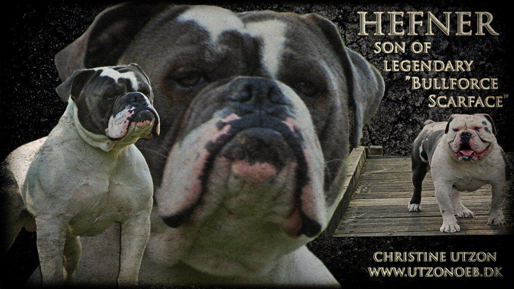 Olde english bulldogge Hugh Hefner - Hefner 1 år billede 1