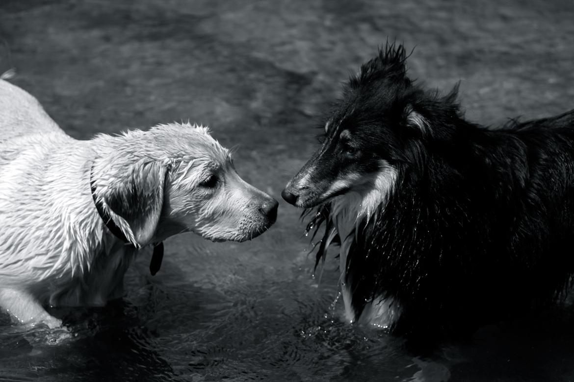 Shetland sheepdog Elverlamshuset's Uno - Venner! billede 16