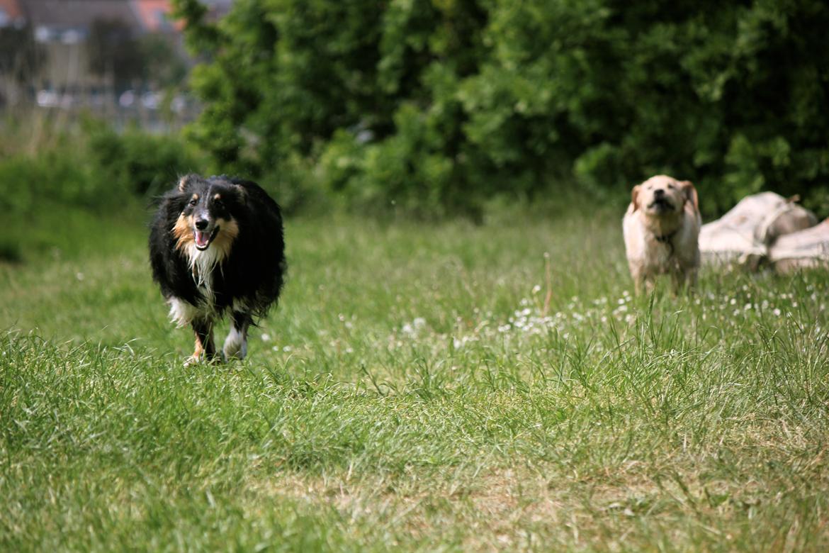 Shetland sheepdog Elverlamshuset's Uno billede 17