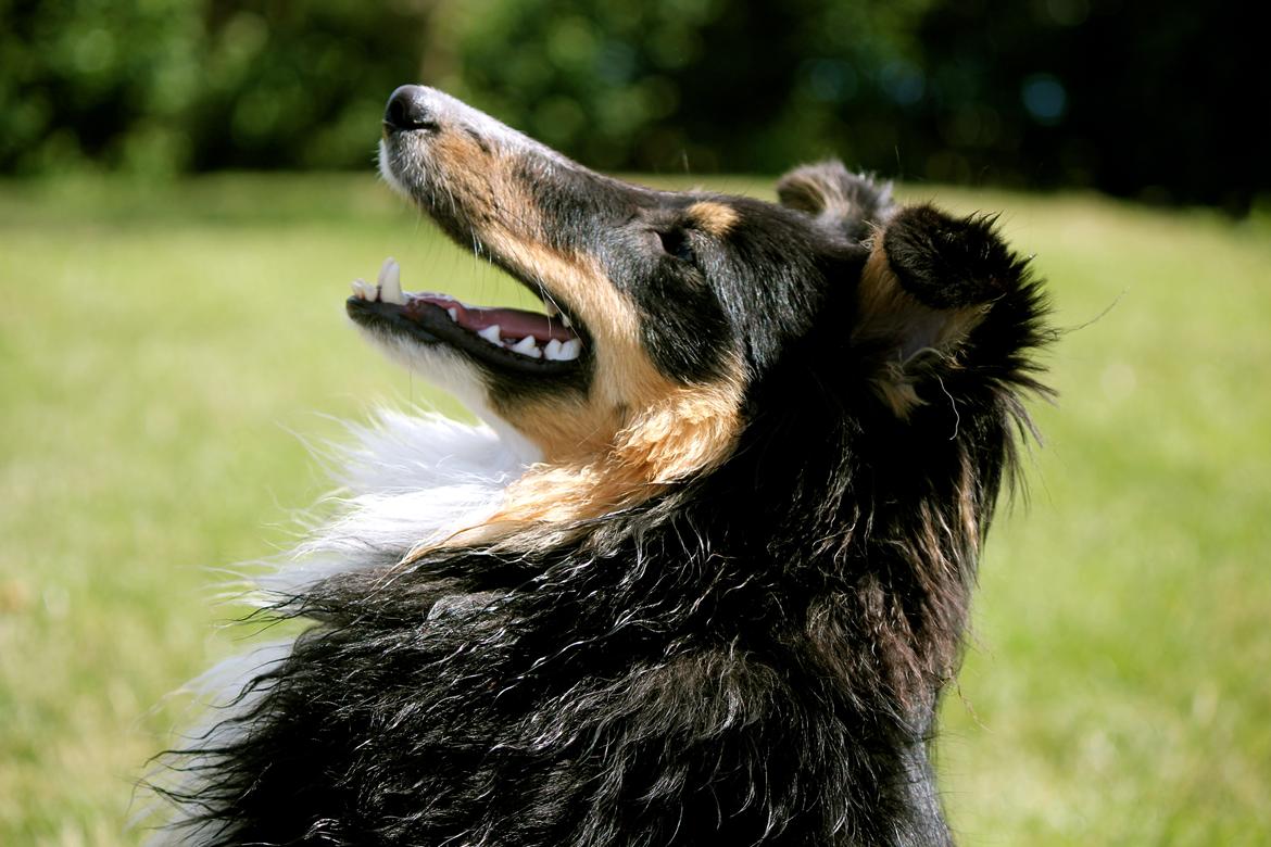 Shetland sheepdog Elverlamshuset's Uno billede 18