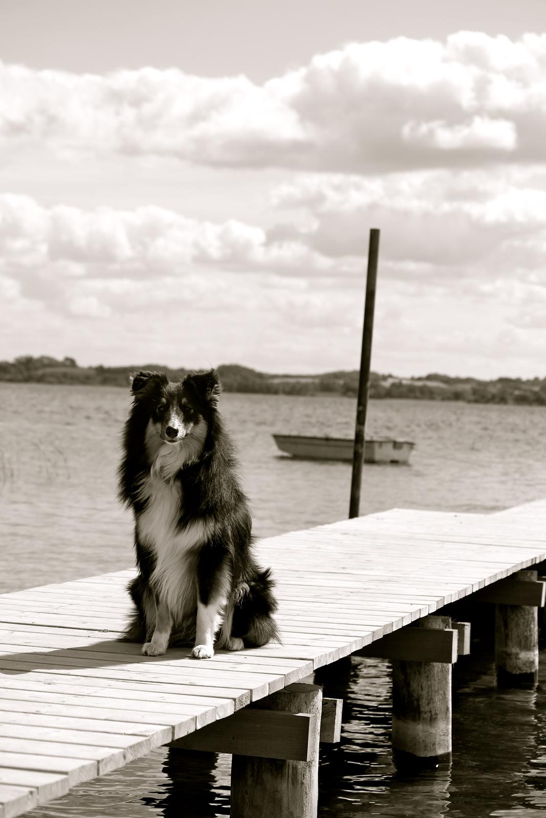 Shetland sheepdog Elverlamshuset's Uno billede 19
