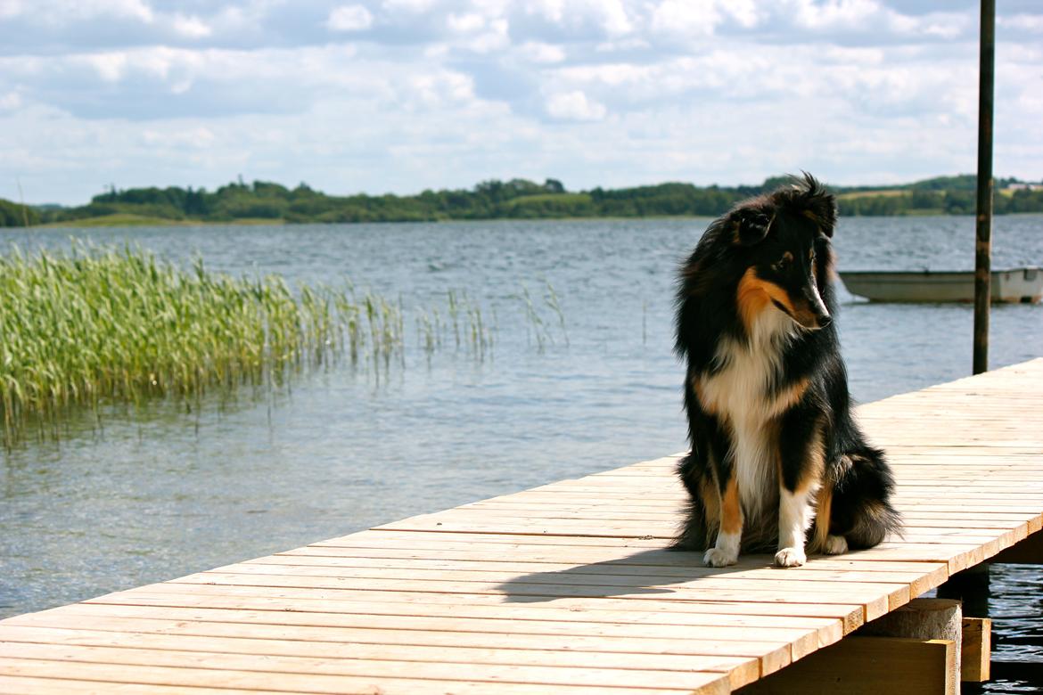 Shetland sheepdog Elverlamshuset's Uno - Uno i sommeren 2012. Nyder solen på bådbroen billede 1